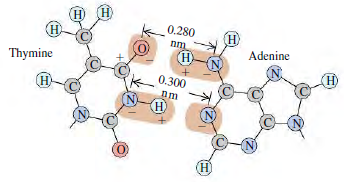 (H) 0.280 н Н) Adenine H) N) Thymine H) 0.300 (H. nm H) N) (н) 