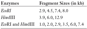 Fragment Sizes (in kb) 2.9, 4.5, 7.4, 8.0 3.9, 6.0, 12.9 Enzymes ECORI HindIII ECORI and HindIII 1.0, 2.0, 2.9, 3.5, 6.0