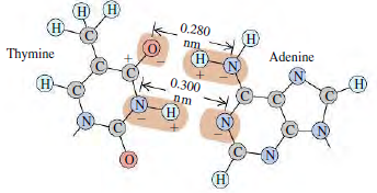 (H) (н) 0.280 н; H Adenine nm (H) Thymine H) 0.300 Дm H) (N) N) H) 