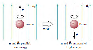 Bo Bo | Proton Proton Work u and Bo antiparallel: High energy u and Bo parallel: Low energy 