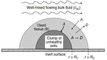 Well-mixed flowing bulk fluid (CA.) A Dead tissue (B). A - D Clump of unhealthy cells Inert surface r= R2 r= R1 