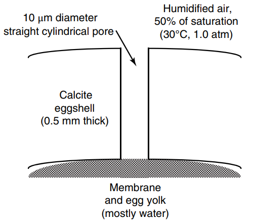 Humidified air, 50% of saturation 10 µm diameter straight cylindrical pore (30°C, 1.0 atm) Calcite eggshell (0.5 mm th