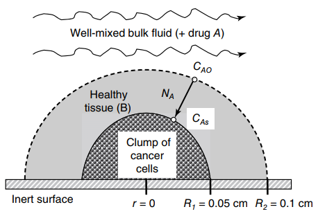 Well-mixed bulk fluid (+ drug A) Сдо NA Healthy tissue (B) CAS Clump of cancer cells R, = 0.05 cm R2 = 0.1 cm Inert s