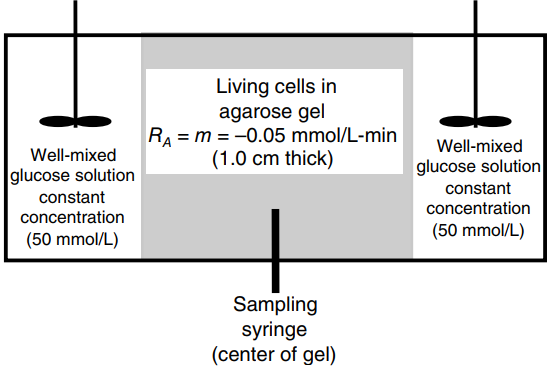 Living cells in agarose gel RA = m = -0.05 mmol/L-min (1.0 cm thick) Well-mixed Well-mixed glucose solution glucose solu