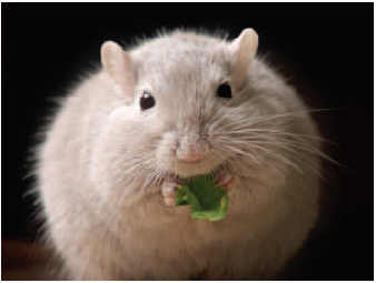 Researchers hypothesized that the increased weight gain seen in mice