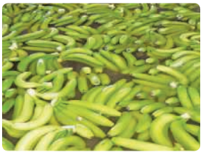 Estimate the number of bananas shown in the photo.