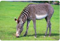 If we visit the zoo, then we see a zebra.We