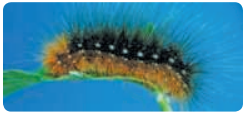 Some caterpillars are furry.All furry things are mammals.∴ Some caterpillars