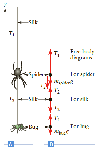 -Silk T1 Free-body T1 diagrams For spider Spider> mspider 8 T2 For silk -Silk- T2 T2 T2 For bug Mþug8 Bug B 