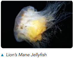 Lion's Mane Jellyfish 