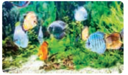 A rectangular fish tank is 70 cm long, 40 cm