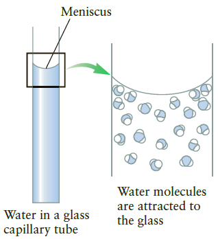 Meniscus Water molecules are attracted to the glass Water in a glass capillary tube 