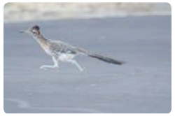 The great roadrunner, found in parts of the Southwest, is