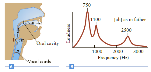 750 [ah] as in father 1100 11 cm- 2500 16 cm Oral cavity 2000 1000 3000 Frequency (Hz) Vocal cords Loudness B. 