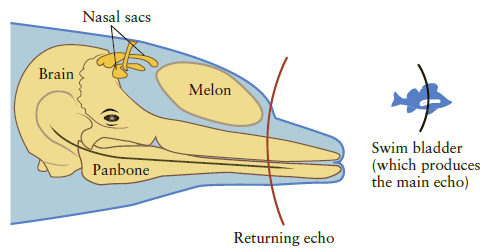 Nasal sacs Brain Melon Swim bladder (which produces the main echo) Panbone Returning echo 