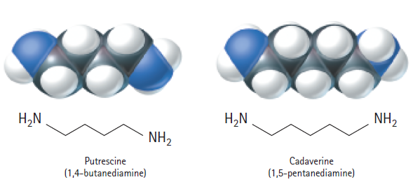 H,N H,N NH2 NH2 Putrescine Cadaverine (1,4-butanediamine) (1,5-pentanediamine) 