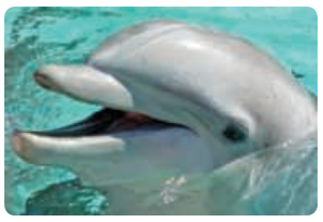 When treated with the antibiotic resonocyllin, 92% of all dolphins