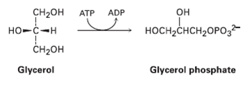 ADP CH2он но-с-н CH-он Glycerol он ATP носн-CHCH2OPО,- Glycerol phosphate 