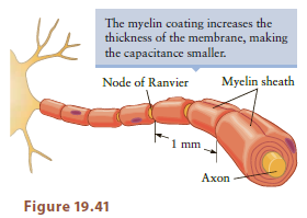 The myelin coating increases the thickness of the membrane, making the capacitance smaller. Myelin sheath Node of Ranvie
