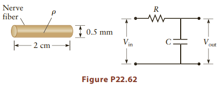 Nerve fiber ) ; 0.5 mm Vin Vout 2 cm Figure P22.62 