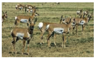 To model spring fawn count F from adult pronghorn population