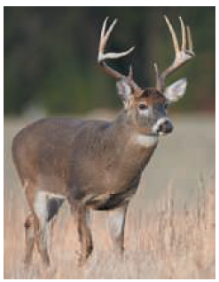 In certain parts of the Rocky Mountains, deer provide the
