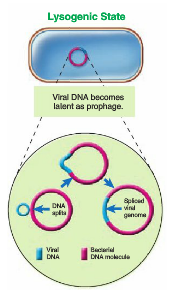 Lysogenic State Viral DNA becomes lalent as prophage. Spiced viral DNA genome Vial DNA Bacarial DNA molecule 
