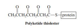 || CH;CCH,CCH,ČCH,C-S-protein Polyketide thiolester