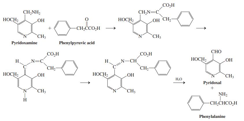 CO.H CH,NH, CH,N=C НОСН НОСН LOH CH НО -CH,CCO,H CH3 CH3 Pyridoxamine Phenylpyruvic acid СНО CO,H CO,H НОСН N-CH CH2 НО OH N=C CH2 H H HOCH, НОСН CH3 НО H,O Рyridoxal 'N' CH3 CH3 NH2 H. -CH,CHCO,H Phenylalanine
