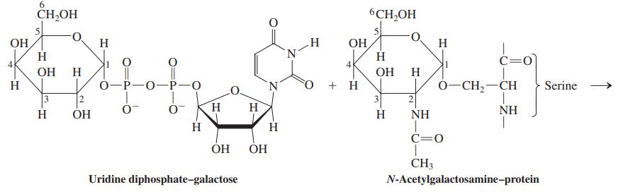 CH,OH 6 6CH,OH OH H OH H N. H H H. C=0 4 4 OH OH H H H 0-P-0-P-0 о + H О-СН, — СH Serine 3 3 H. H NH H ОН H NH H C=0 ÓH CH3 Uridine diphosphate-galactose N-Acetylgalactosamine-protein
