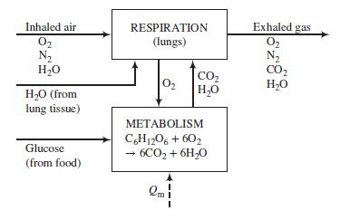 Inhaled air 02 N2 H20 Exhaled gas O2 N2 CO2 H20 RESPIRATION (lungs) CO2 H20 O2 H,O (from lung tissue) МЕТАВOLISM C,H120, + 602 - 6CO2 + 6H,0 Glucose (from food) Om