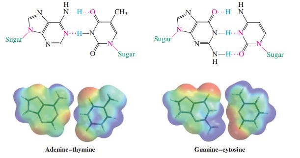 H N-H. O CH3 0...H-N N.. H-N N-HN Sugar Sugar Sugar N-H ở H Sugar Adenine-thymine Guanine-cytosine