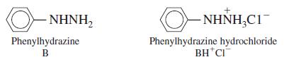 ΝΗΝΗ, O- NHNH,C1- Phenylhydrazine Phenylhydrazine hydrochloride BH*CI B