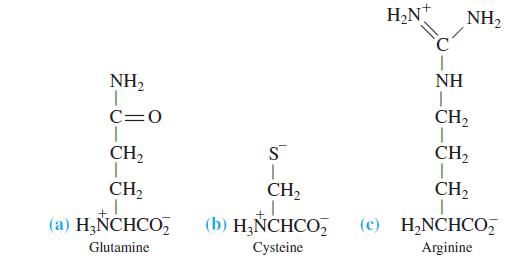 H2N NH2 NH2 NH C=0 CH2 CH2 S CH, CH, CH2 CH2 (a) H;NCHCO, (b) H&NCHCO, (c) H,NCHCO, Glutamine Cysteine Arginine