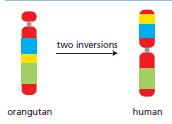 two inversions orangutan human