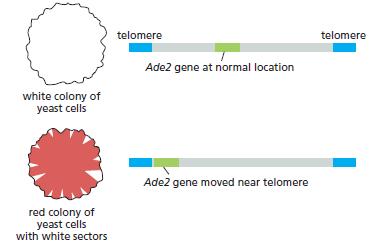 telomere telomere Ade2 gene at normal location white colony of yeast cells Ade2 gene moved near telomere red colony of yeast cells with white sectors