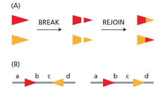 (A) BREAK REJOIN (B) a b c d a b c. d
