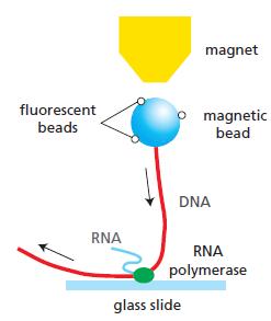 magnet fluorescent magnetic bead beads DNA RNA RNA polymerase glass slide