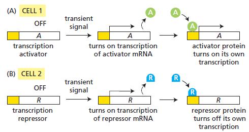 (A) CELL 1 transient signal OFF A transcription activator turns on transcription of activator MRNA activator protein turns on its own transcription (B) CELL 2 transient signal OFF R R R repressor protein turns off its own transcription turns on transcription of repressor mRNA repressor transcription
