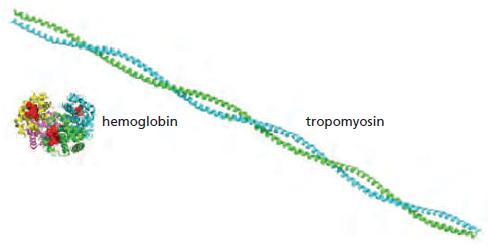 hemoglobin tropomyosin