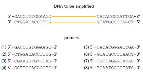DNA to be amplified 5'-GACCTGTGGAAGC- -САТАСGGGAТTGA-3' 3'-CTGGACACCTTCG- GTATGCCCTААСТ-5' primers (1) 5' -GACCTGTGGAAGC-3' (5)5'-САТАСGGGATTGA-3' (2) 5-СTGGACAССТТCG-3 (6)5'-GTATGCССТААСТ-3 (3) 5' -CGAAGGTGTCCAG-3' (7) 5'-TGT TAGGGCATAC-3' (4) 5-GCTTССАСAGGTC-3 (8) 5'-ТСААТССCGTATG-3'
