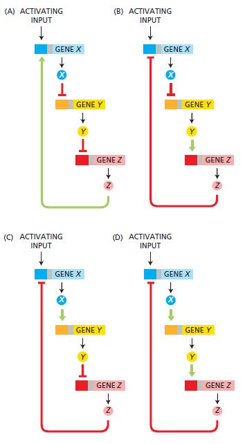 (A) ACTIVATING (B) ACTIVATING INPUT INPUT GENE X GENE X GENE Y GENE Y GENE Z GENE Z (C) ACTIVATING (D) ACTIVATING INPUT INPUT GENE X GENE X GENE Y GENE Y T. GENE Z GENE Z