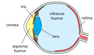 iris vitreous humor retina cornea lens aqueous humor
