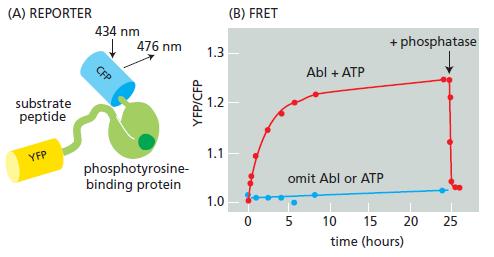 (A) REPORTER (B) FRET 434 nm 476 nm + phosphatase 1.3 CFP Аb + ATP substrate peptide 1.2 1.1 YFP phosphotyrosine- binding protein omit Abl or ATP 1.0 0 5 10 15 20 25 time (hours) YFP/CFP