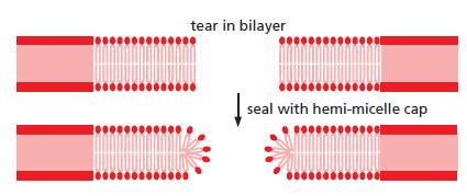 tear in bilayer seal with hemi-micelle cap
