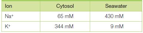 lon Cytosol Seawater Nat 65 mM 430 mM K+ 344 mM 9 mM