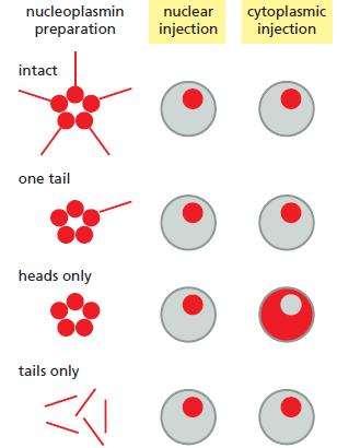 nucleoplasmin preparation cytoplasmic injection nuclear injection intact one tail heads only tails only