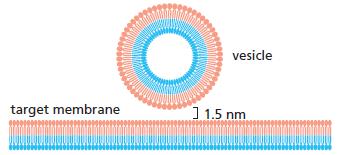 vesicle target membrane ] 1.5 nm