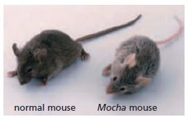 normal mouse Mocha mouse