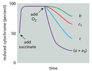 100 add O2 50 add succinate (a + az) time reduced cytochrome (percent)